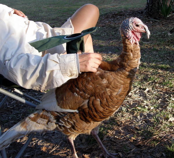 Pet Turkeys