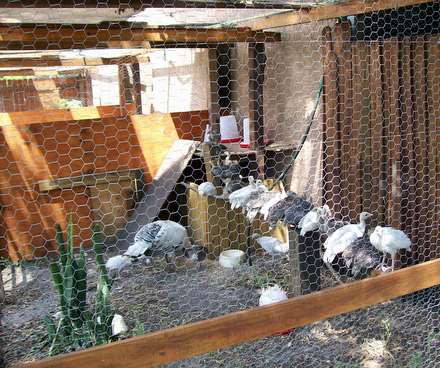 Why Not To Own Backyard Turkeys