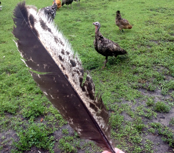 Turkey feathers on sale for sale