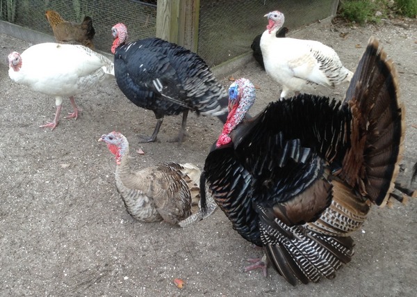hen turkey sounds hen turkey sounds