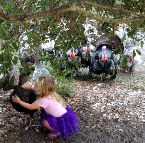 Got a nuisance turkey problem?? Northwest Firearms