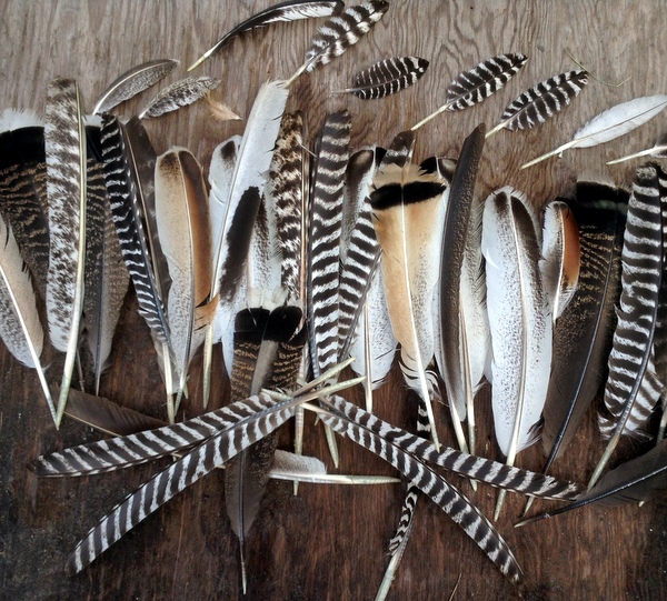 Wild Turkey Feathers 