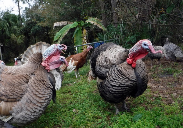 Turkey Sounds & Perfecting Your Calling for the Turkey Hunt