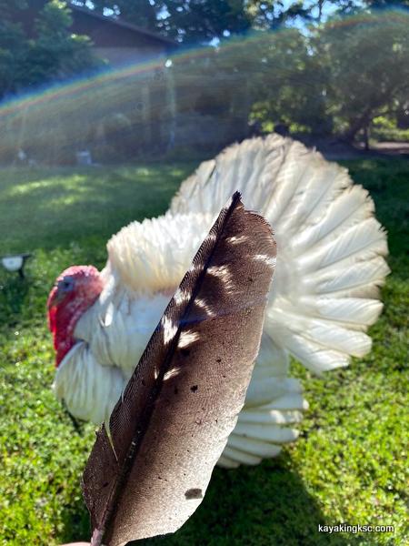 Wild Turkey Wing Feathers