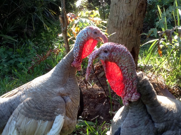 Best baked turkey recipe for thanksgiving